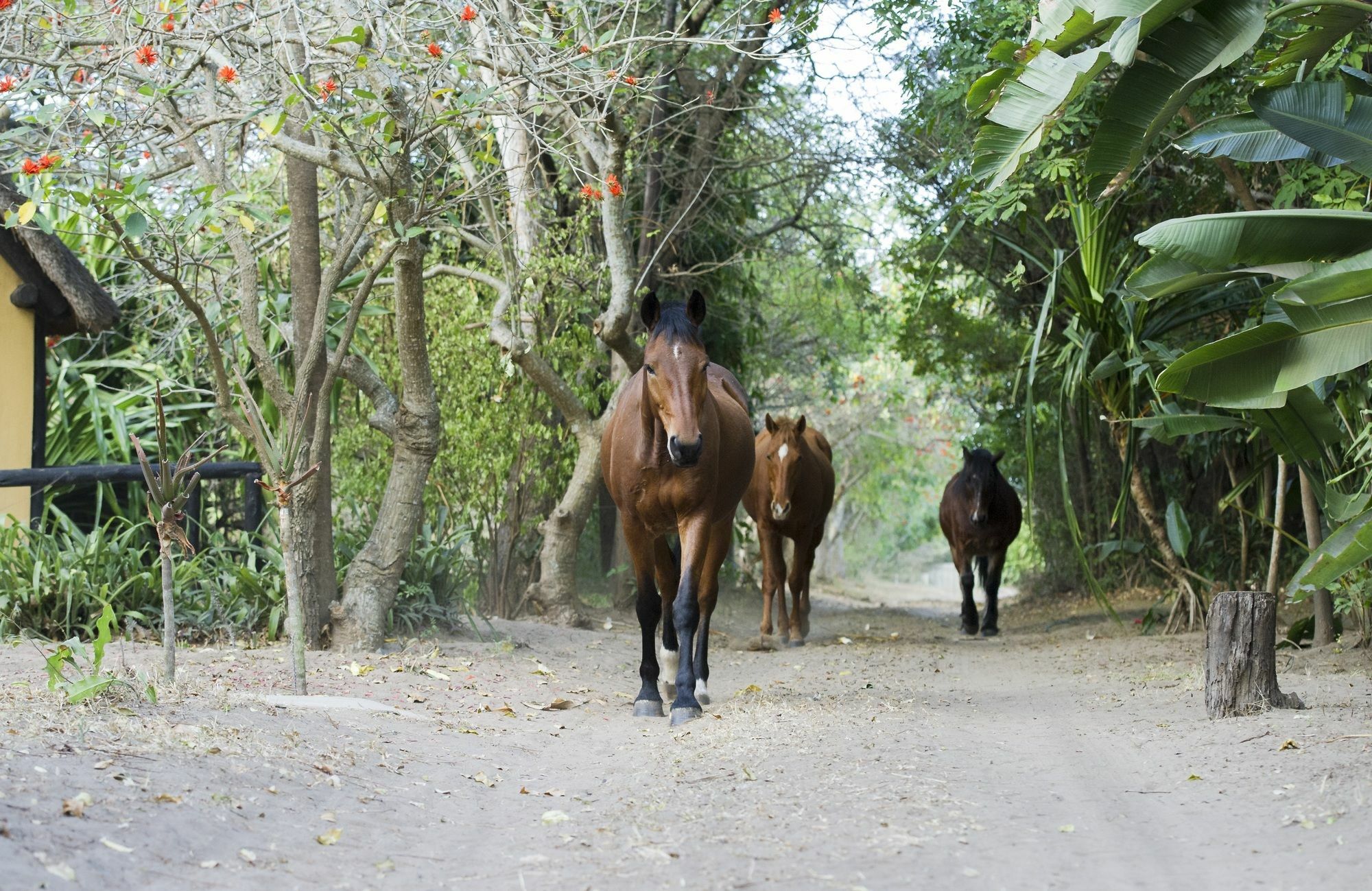 הוילה שלושלואי We Bushcamp & Horse Safaris מראה חיצוני תמונה